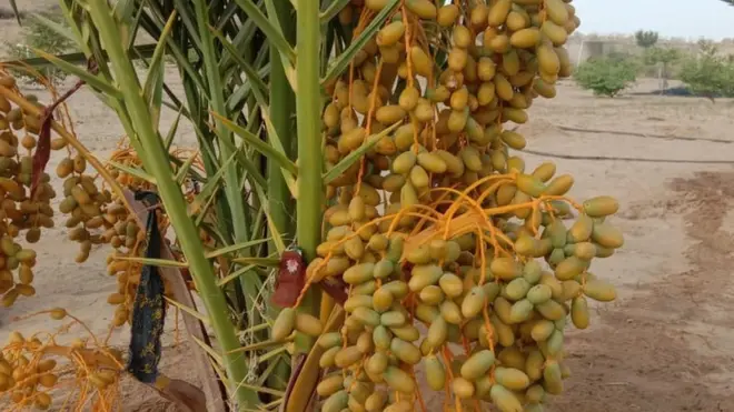 تھر، پانی، زرعی، فصلیں