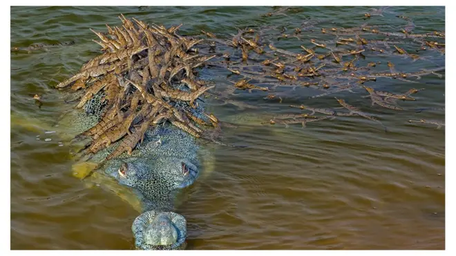 A father's pride: Hatchlings cling to a male gharial's back in India's National Chambal Sanctuary