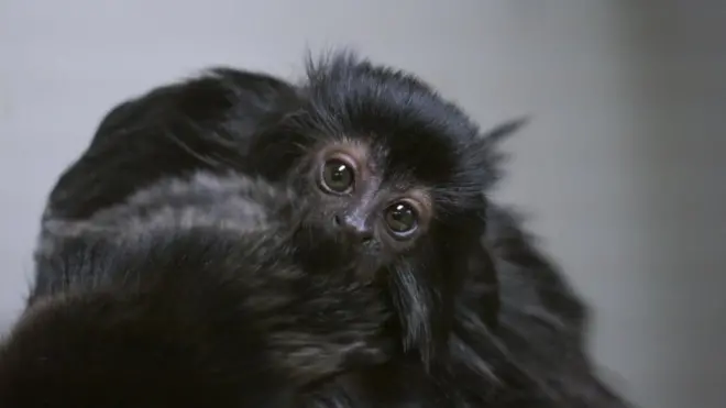 New baby Goeldi’s monkey – the size of a golf ball – born at Newquay Zoo