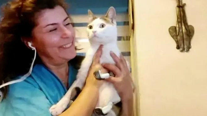 Кот с протезами