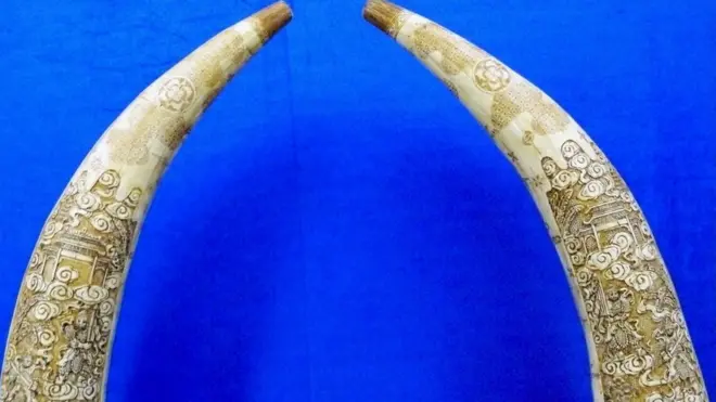 ఏనుగు దంతం