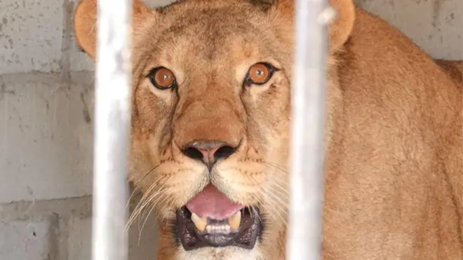 A lioness in private captivity in Ukraine