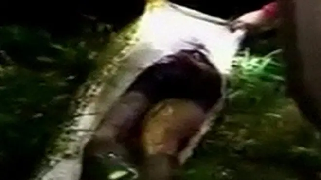 أفعى بطول 7 أمتار تلتهم رجلا في إندونيسيا