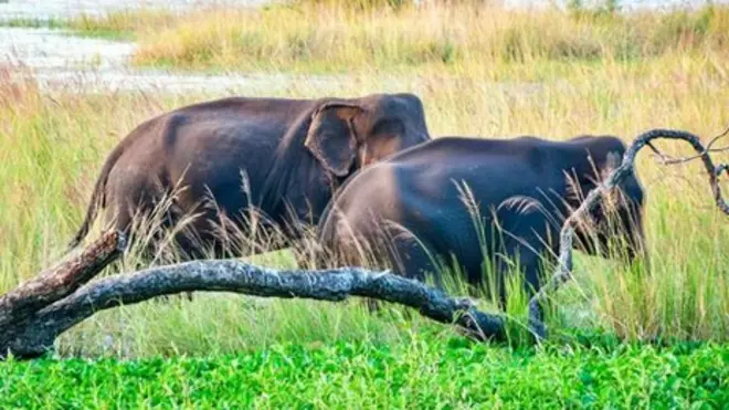 ජල ගැලුම් නිම්න ජාතික වනෝද්‍යානය 'විල් අලින්ගේ' තෝතැන්නකි.