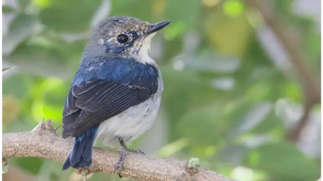 پاکستان پرندے