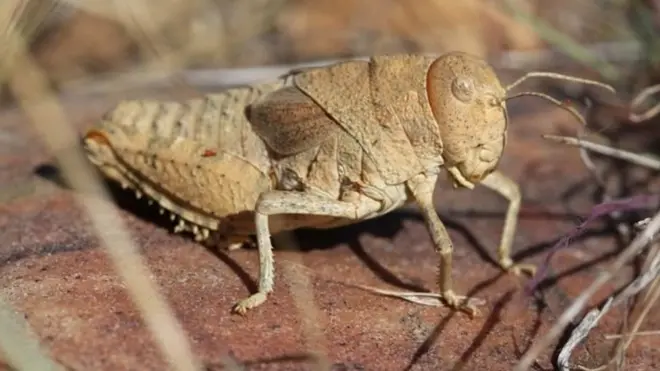 Crau plain grasshopper