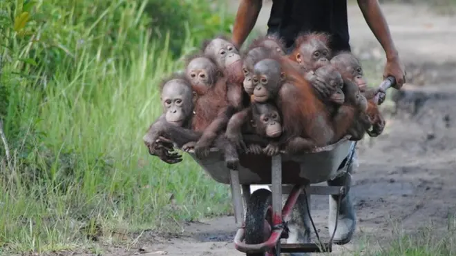 准备回归野外的小猩猩© International Animal Rescue