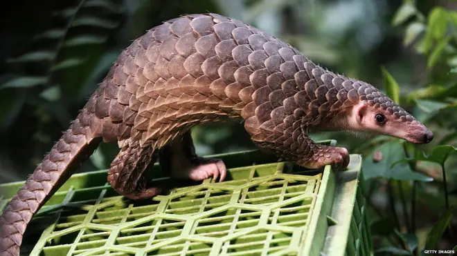 पैंगोलिन