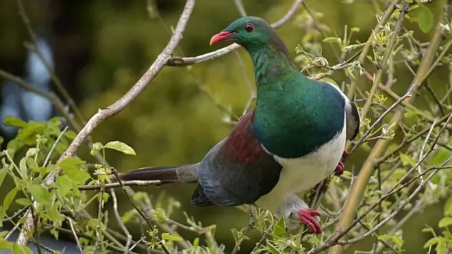 The kereru is of the few native birds that's doing ok