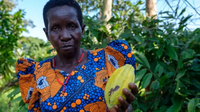 चॉकलेट कोको शेती