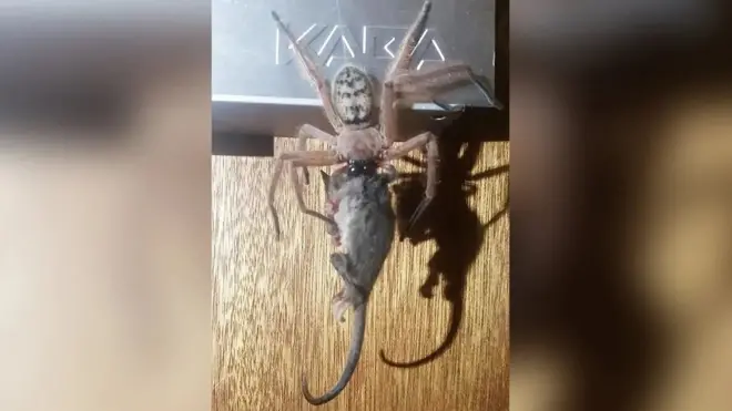 Mamíferos não costumam ser presas de aranhas caçadoras