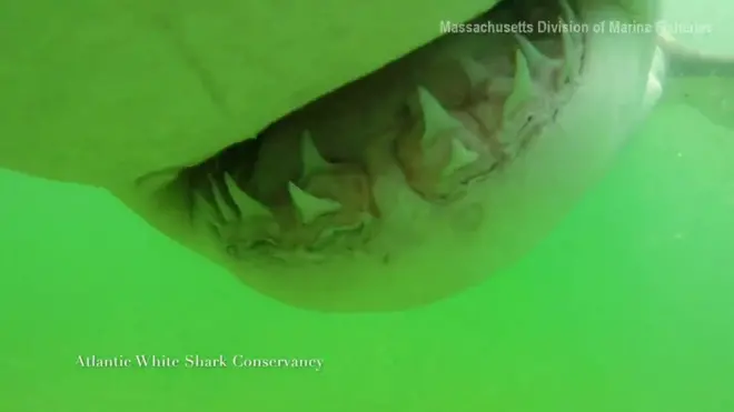 فك سمكة قرش أبيض