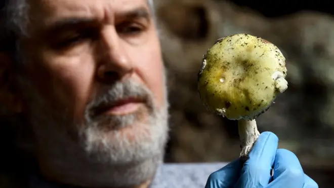 Зелена пупавка (на слици) најчешћи је узрок тровања са смртним исходом у Србији, каже Јелена Милошевић из Миколошко-гљиварског савеза Србије