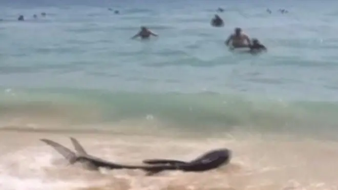 акула на пляже