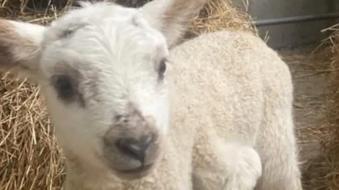 Jagnje rođeno s pet nogu pridružilo se stadu