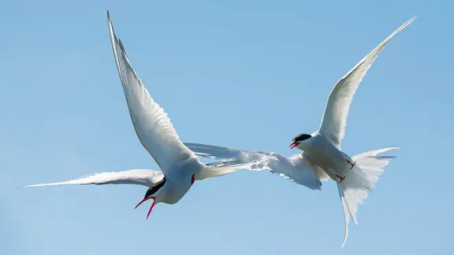 Arctic tern
