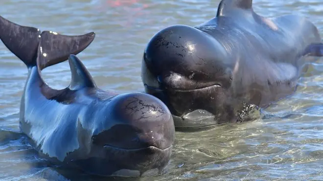 Paus pilot terdampar