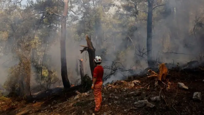 Los incendios forestales han quemado bosques enteros, dejando la tierra arrasada.