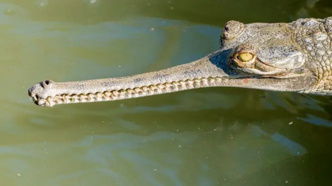 Гангский гавиал