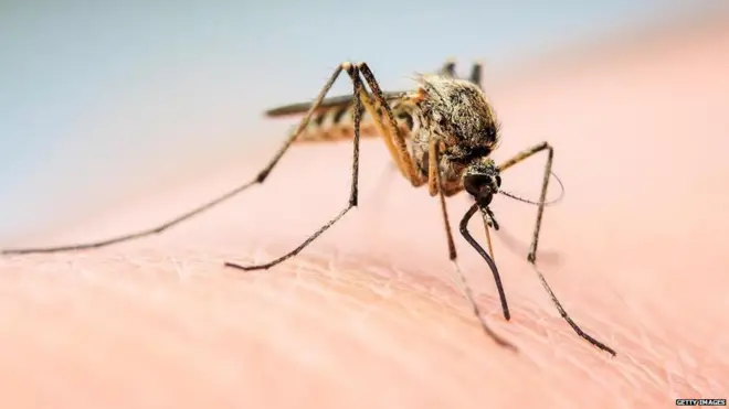 मच्छर, शराब