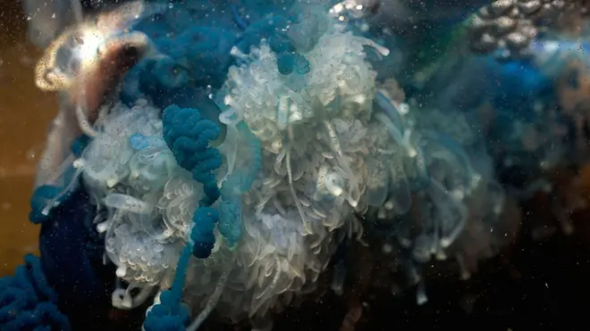 Австралийского подростка покусали загадочные морские "жуки". Кто это был, и кого еще стоит опасаться в отпуске у моря?