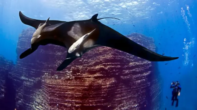 El archipiélago de Revillagigedo es conocido como "los Galápagos mexicanos" por su gran riqueza de vida marina.