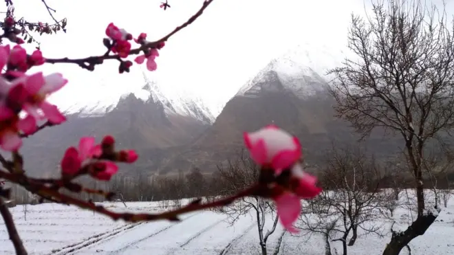 موسمیاتی تبدیلیوں کی وجہ سے بادام کے درختوں پر دسمبر میں ہی پھول آ گئے