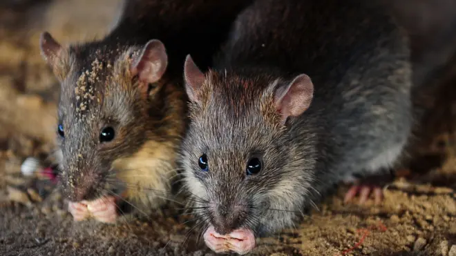 Des rats mangent des grains de riz à Allahabad, en Inde, le 28 juillet 2015.