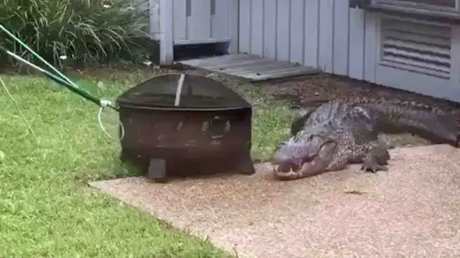 تمساح ضخم يزور عائلة بالحجر الصحي