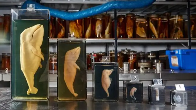 ตัวอ่อนของวาฬระยะต่าง ๆ ที่จะนำออกแสดงที่พิพิธภัณฑ์ประวัติศาสตร์ธรรมชาติกรุงลอนดอน