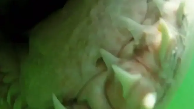 акула щелепи