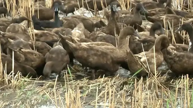 утки на поле