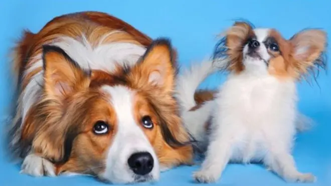 科学家发现，提高嗓门，尖声细桑，强调元音的喊"乖乖"，小狗崽立刻竖起耳朵，摇头摆尾兴奋起来，而成年和老年狗则显得无动于衷，懒得作出回应。