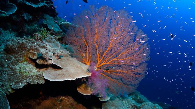 罗利浅滩（Rowley Shoals）的珊瑚礁