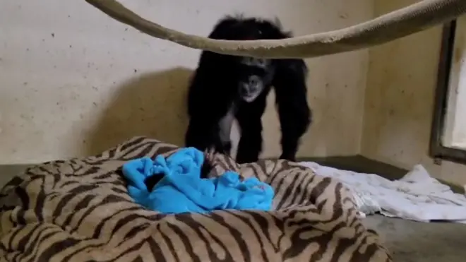 ลิงชิมแปนซี