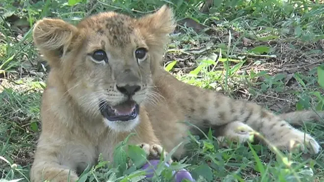 සිංහ පැටවා මහජන ප්‍රදර්ශනයට