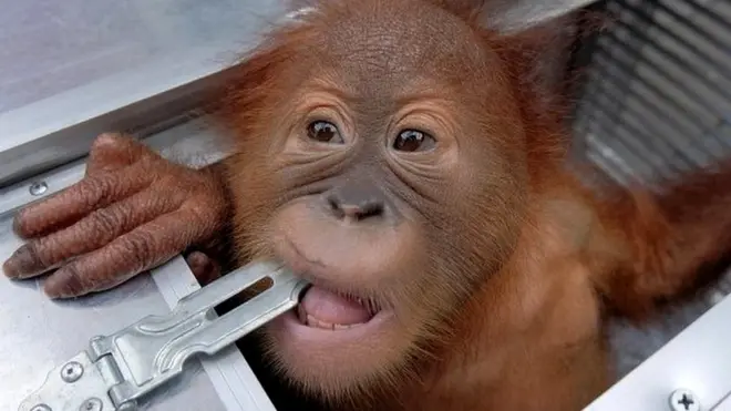 Детеныш орангутанга, обнаруженный в аэропорту Денпасар 23 марта 2019 года