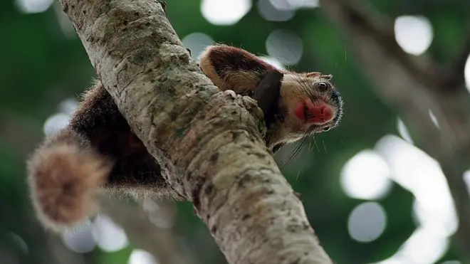 ''දඬු ලේනා පිටින් සමාජයේ සැබෑ ප්රශ්න යට ගහන්න පුළුවන්.'