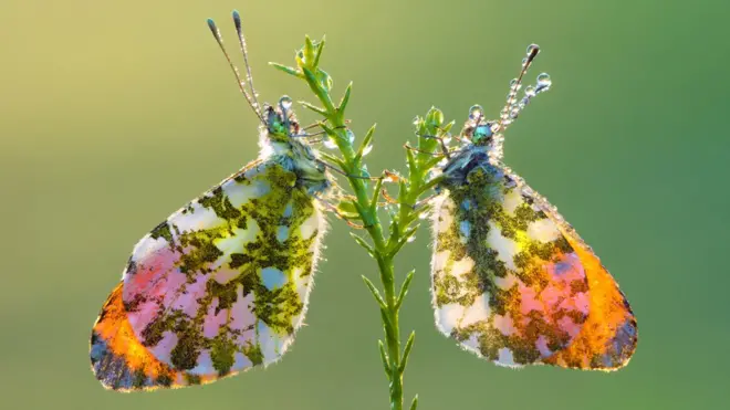 A pair of butterflies cling to a branch
