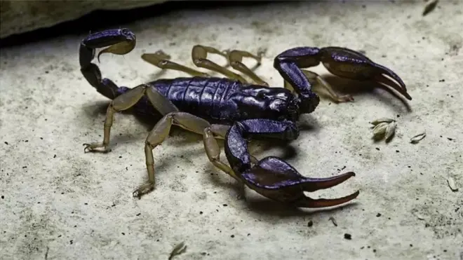 સામાન્ય રીતે ઝેર પ્રાણઘાતક મનાય છે પરંતુ શું આપ જાણો છો કે વીંછીનું ઝેર કરોડો રૂપિયાની કિંમતે વેચાય છે?