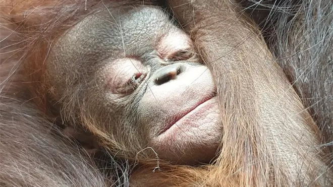 Bornean orangutan baby
