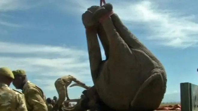 السلطات الكينية تنقل فيلا ضخمة بعيدا عن الموارع