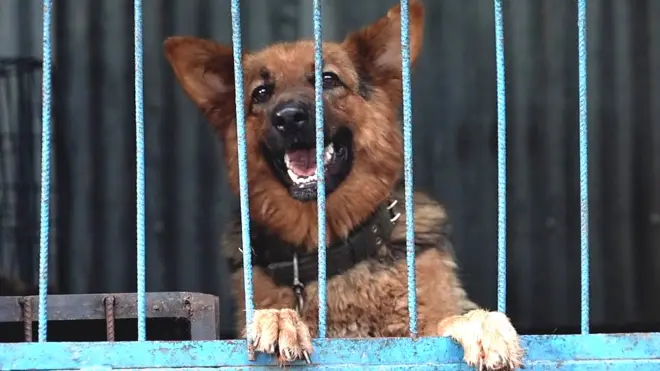 उद्धार गरिएको एक सामुदायिक कुकुर।