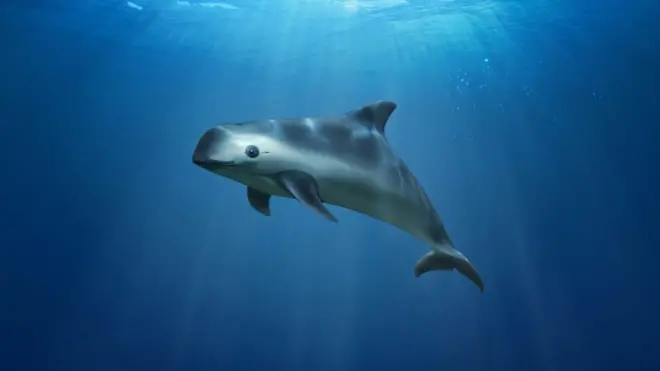 An illustration of the vaquita, the world's most critically endangered sea mammal