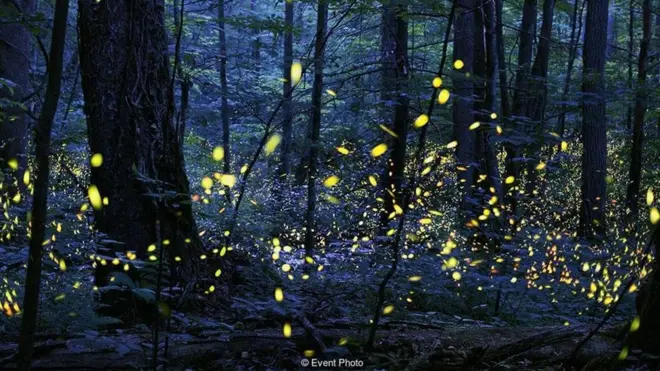 Tempat ini menawarkan pertunjukan paling dramatis dari kunang-kunang sinkronisasi.