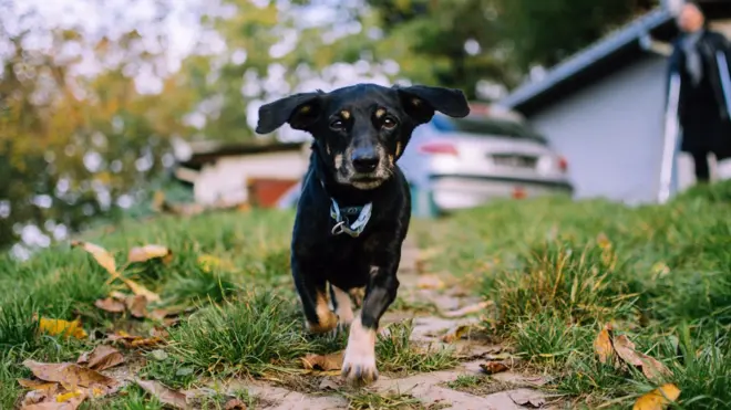 Crni pas mešanac trči prema objektivu kamere