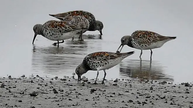 El correlimos grande, en peligro de extinción, busca pequeñas almejas en Corea del Norte