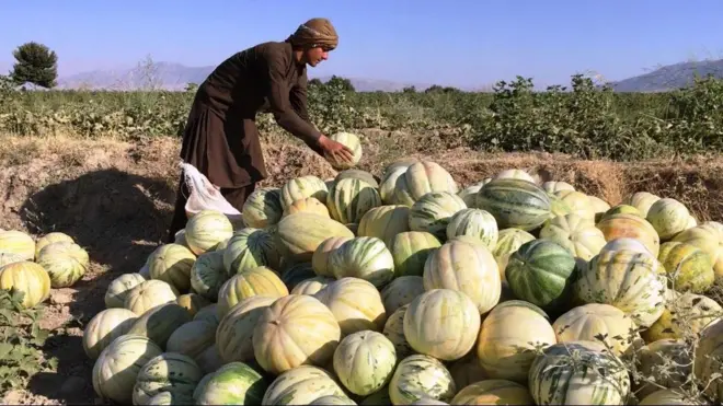 خربزه لوبلایی‌ها آماده انتقال به بازار
