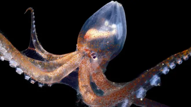 ग्लास ऑक्टोपस