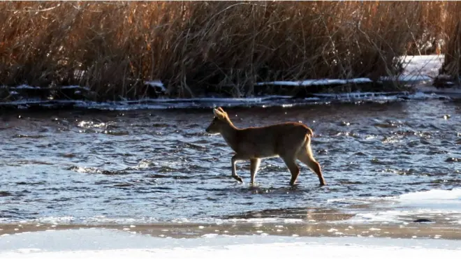 한탄강을 건너고 있는 고라니
